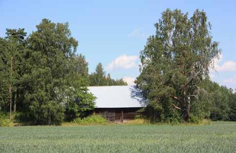 mäntyjen ympäröimänä peltoaukealle pistävässä metsäniemekkeessä.