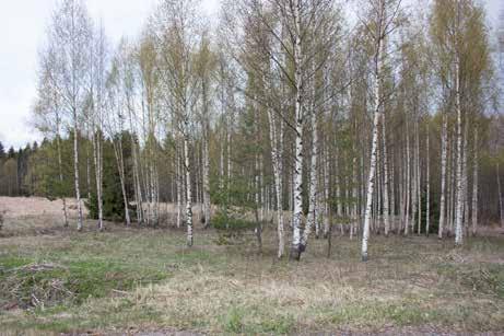 avoin peltomaisema myllymiljöön ympärillä