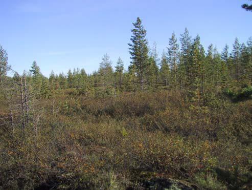 FCG Planeko Oy YMPÄRISTÖVAIKUTUSTEN ARVIOINTIOHJELMA 23 (34) Ojitettujen suokuvioiden kasvillisuus on eriasteisesti muuntuneita rämeitä (kuva 5.7).