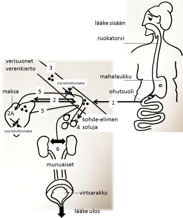 15 (80) solukalvoja suodattumalla, diffundoitumalla tai aktiivisten kuljetusmekanismien avulla. (Saano ja Taam-Ukkonen 2013a, 90.