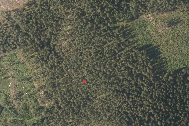 Lisäksi havaintoalalla tutkittiin varjoisan metsän vaikutusta jäkälälajistoon verrattuna valoisaan. Jäkäläkartoitus tehtiin 21.01.2017.