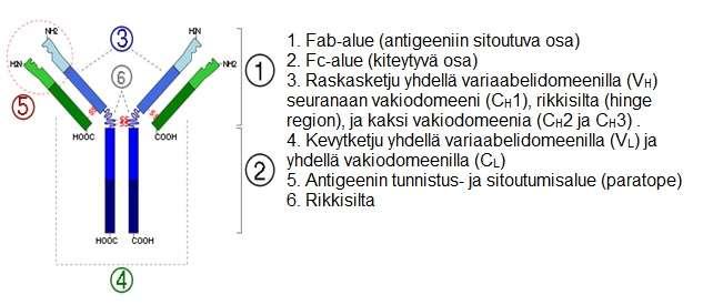 Kevytketjut koostuvat muuttuvasta domeenista, vakiodomeenista ja J- segmentistä. J-segmentti koodaa kolmentoista aminohapon aluetta kevytketjussa.
