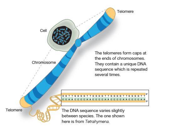 Telomeeri sana tulee Kreikasta; telos eli loppu ja osa eli meros Telomeeri Solu Kromosomi Telomeeri hatut sijaitsevat kromosomien päissä.