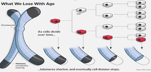 Kromosomien lyheneminen Kromosomien päässä olevat telomeerit suojaavat toiminnallista DNA:ta ja mahdollistavat