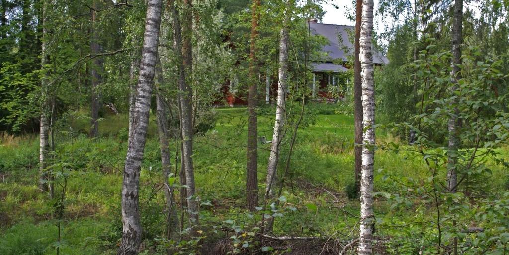 Näkymä suunnittelualueelle johtavalta Seisepuuntieltä lähimpien rakennusten suuntaan.