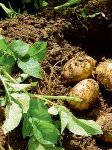 -lannoite 500 900 kg/ha Ferticare -starttilannoitus 100 l/ha tai Starttiravinne 30 100 kg/ha
