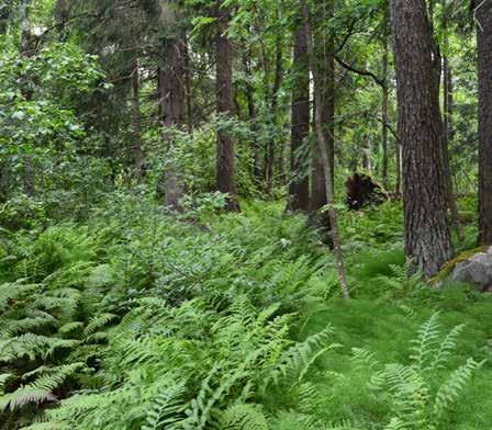 13 Riihimäen kaupungin puistometsä- ja metsäsuunnitelmat vuosille 2015 2022 Metsäsuunnitelma antaa vankan pohjan metsäomaisuuden hoitoon ja sen arvonmääritykseen.