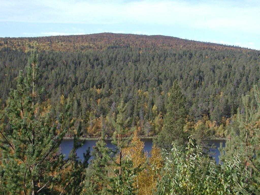 Mäntymetsänrajaa