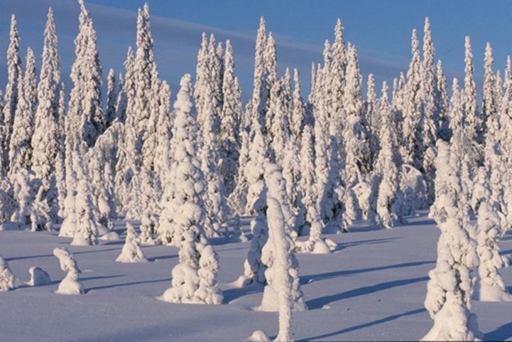 Mitä otettava huomioon pohjoisessa Kylmä ilmasto Kasvu, tuotos, tuotto Kustannustehokkuus Kannattavuus Kilpailevat