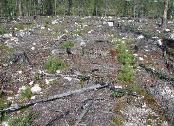 Eri tekijöiden vaikutus männyntaimien