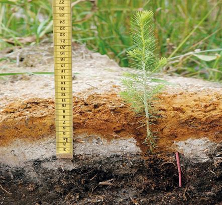 2 METSÄNUUDISTAMINEN Kuva 17. Kuusen taimi istutetaan ns. syväistutuksena, jolloin taimipaakun yläreunan päälle tulee maata vähintään 5 cm. Juuripaakun on yletyttävä kaksinkertaiseen humuskerrokseen.