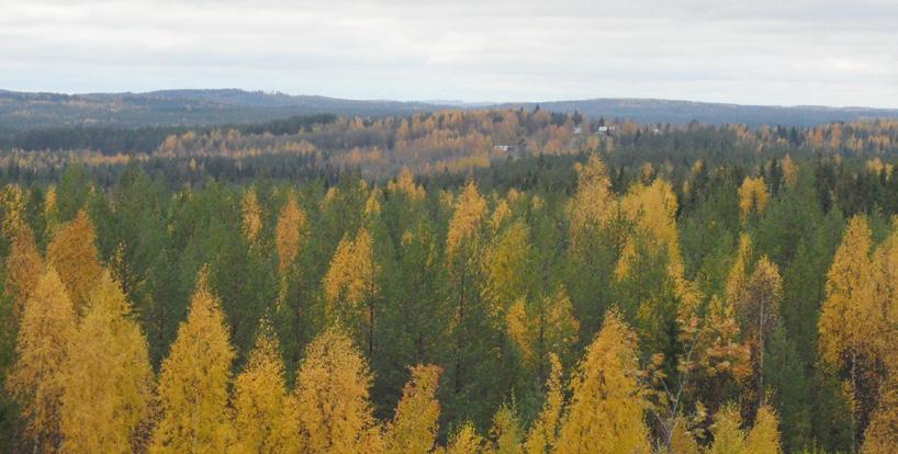 3 TAIMIKONHOITO ja riistan kannalta. Rauduskoivulla on positiivisia vaikutuksia myös puuntuottamiseen.