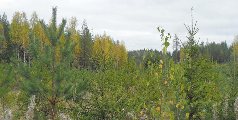 Tähän saakka metsänhoito-ohjeissa ei ole tuotu riittävästi esiin sitä, että kaikki kivennäismailla hakkuissa korjattavat lehtipuuyksilöt ovat olemassa jo taimikon varhaisperkausvaiheessa, kun