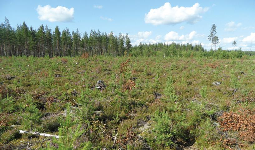 3 TAIMIKONHOITO Kuva 34. Männyn taimikko on varttunut konekitkentään sopivaksi, kun kylvöstä on kulunut 6 8 vuotta. Kitkentävaiheessa taimikossa on jo poistettavissa sitä haittaava lehtipuusto.