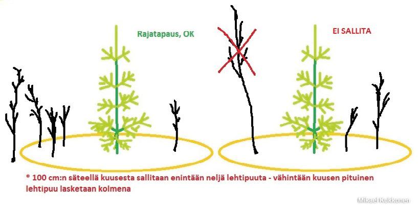 3 TAIMIKONHOITO Kuva 47. Alakynteen jäävä kuusi.