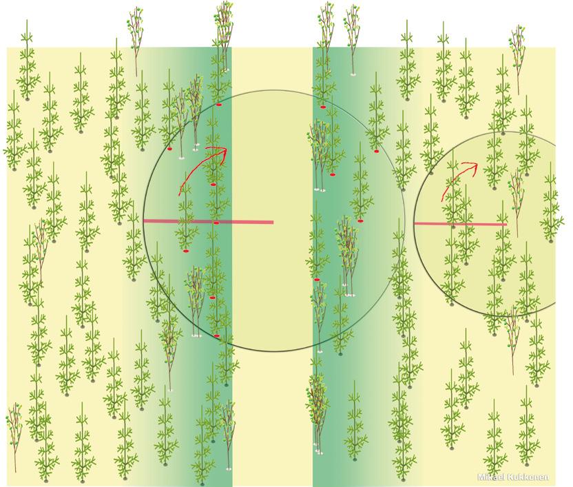3 TAIMIKONHOITO Koneellisen taimikonharvennuksen jälkeisen puustotiedon mittaus on tärkeä tehdä ajolinjojen välistä (kuva 64), joka kattaa suurimman osan taimikon pinta-alasta.