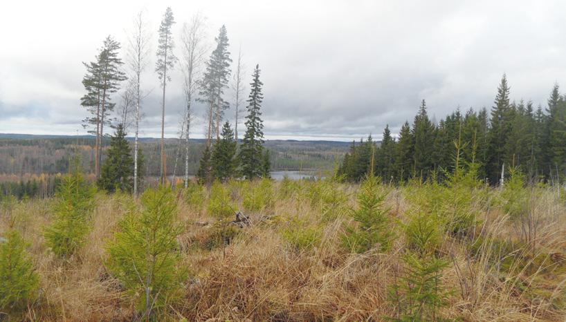 Taimikonhoitokustannukset, /ha 4 KUSTANNUKSET Epäsuotuisan kustannuskehityksen lisäksi metsänomistajien omatoimisesti tekemien uudistamis- ja taimikonhoitotöiden väheneminen sekä näköpiirissä oleva