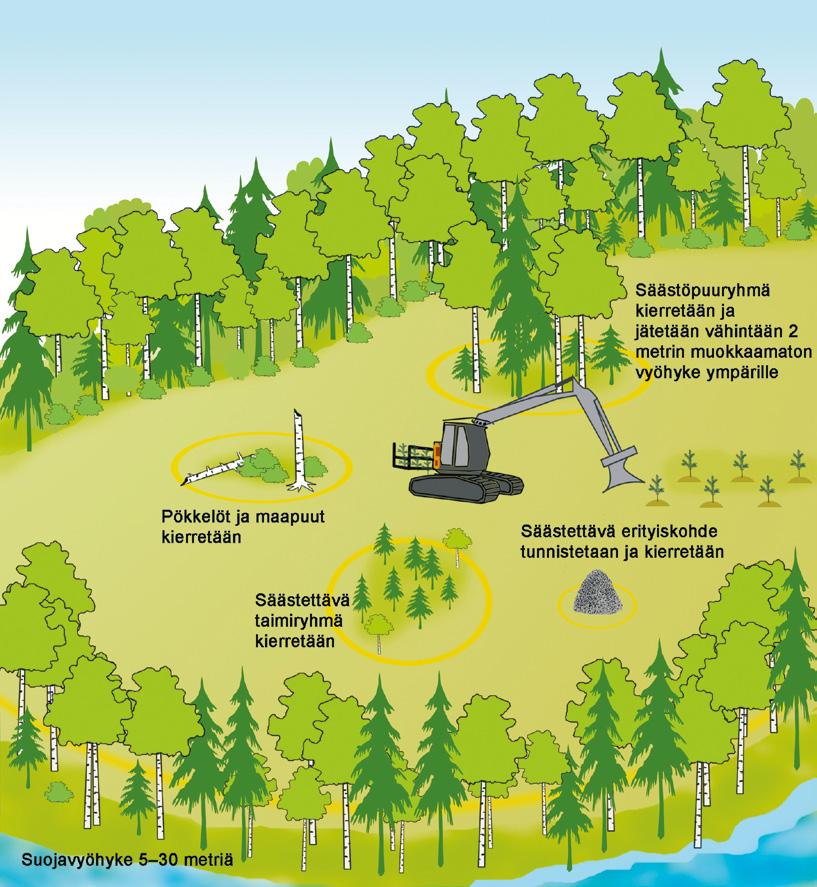 5 YMPÄRISTÖNHOITO Metsälaki määrittää metsänhoidon vähimmäistason ja ohjaa puuntuotantoa velvoittamalla metsänomistajan uudistamaan hakatun metsän ja varmistamaan syntyneen taimikon elinkelpoisuuden.