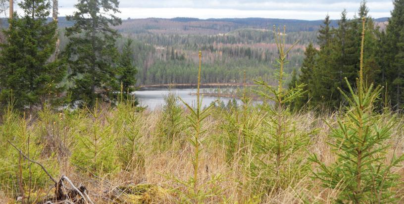 2 METSÄN- UUDISTAMINEN UUDISTAMISEN LÄHTÖKOHDAT Metsänuudistamisella tarkoitetaan hakkuukypsän puuston korvaamista uudella puusukupolvella.