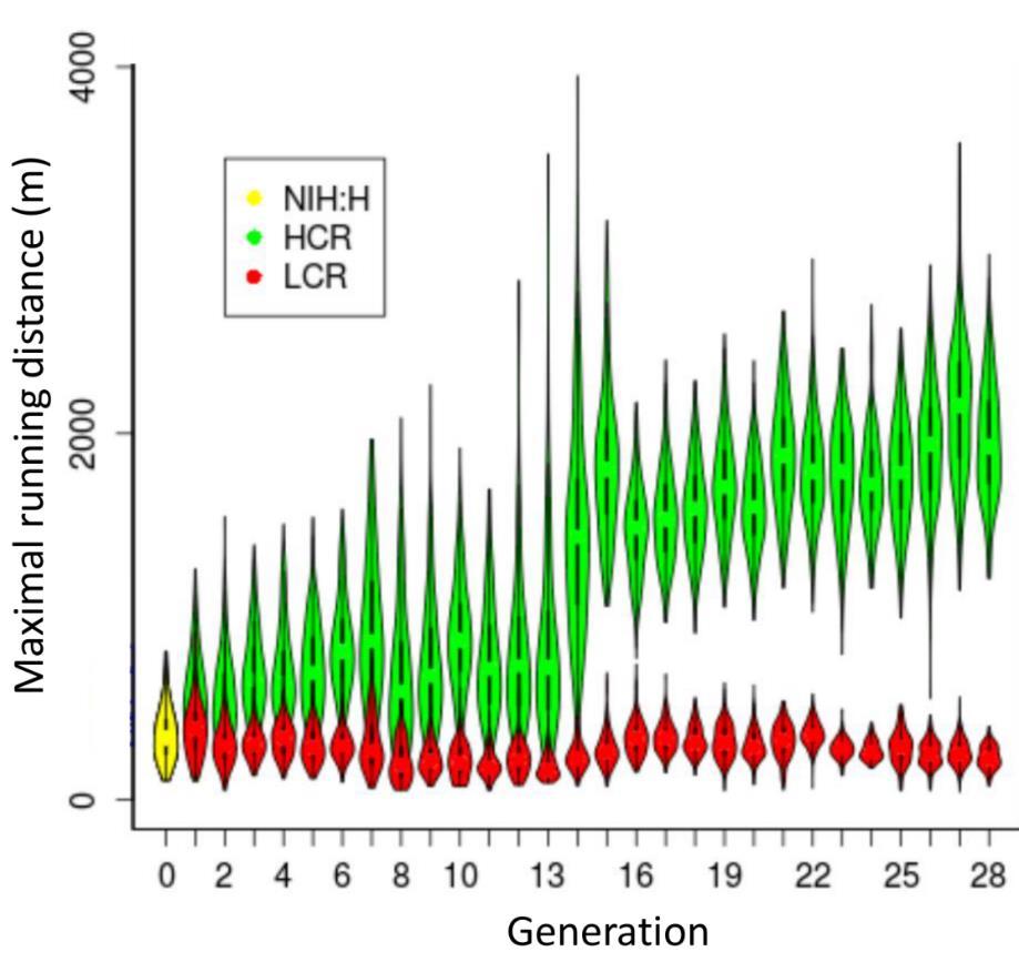 individual Generations. Yellow oval represents the founder population (NIH:H). Modified from Ren et al. 2013.