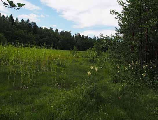 Alue 10 Maisemarakenne ja maisemakuva: Pohjois-eteläsuuntainen metsäinen selänne, joka työntyy merelle pitkänä ja kallioisena niemenkärkenä.