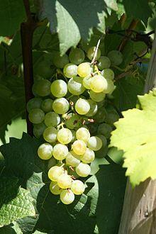 Grüner Veltliner Grüner Veltliner, lyhennettynä GV, on lajikkeen vakiintunut nimi. Muita mahdollisia nimiä ovat Weissgipfler, Mouhardrebe, Zleni Veltinac ja Veltlini.