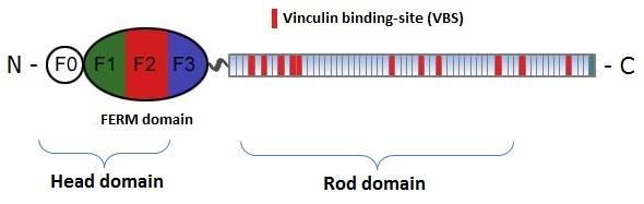 12 nemmästä N-terminaalisesta head-domeenista ja suuremmasta C-terminaalisesta roddomeenista. (Critchley & Gingras 2008, 1345 1347.