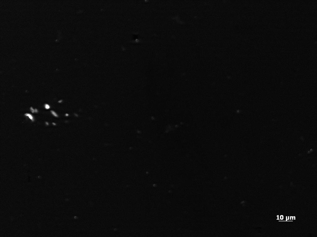 35 Kuvassa 8 on esitetty geeli, johon on liitetty BSA. Geelin valmistuksessa käytetyn BSA:n pitoisuus oli 1000 µg/ml.