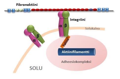 9 KUVA 1. Fokaaliadheesio (Gao 2006, muokattu) 2.2 Fibronektiini Fibronektiini on ekstrasellulaarisen matriksin proteiini, joka auttaa soluja kiinnittymään soluväliaineeseen.