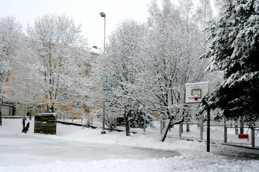 Koulun pihaalueella kasvaa luontaisesti karulla kasvualustalla viihtyviä mäntyjä ja sitä rajaavat etelä-, länsi- ja pohjoislaidalla puu- ja pensasrivit. Pihalle on lisäksi istutettu muita puulajeja.