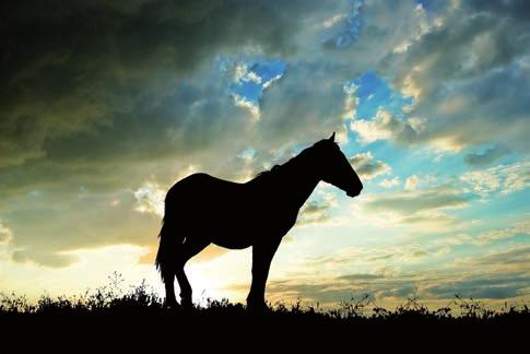 HEVOSREHUT JA VITAMIINIT VINJETTI Black Horse MASH, 20 kg Monipuolinen kuitupitoisista raaka-aineista valmistettu korkealaatuinen täydennysrehu hevosille ja poneille.