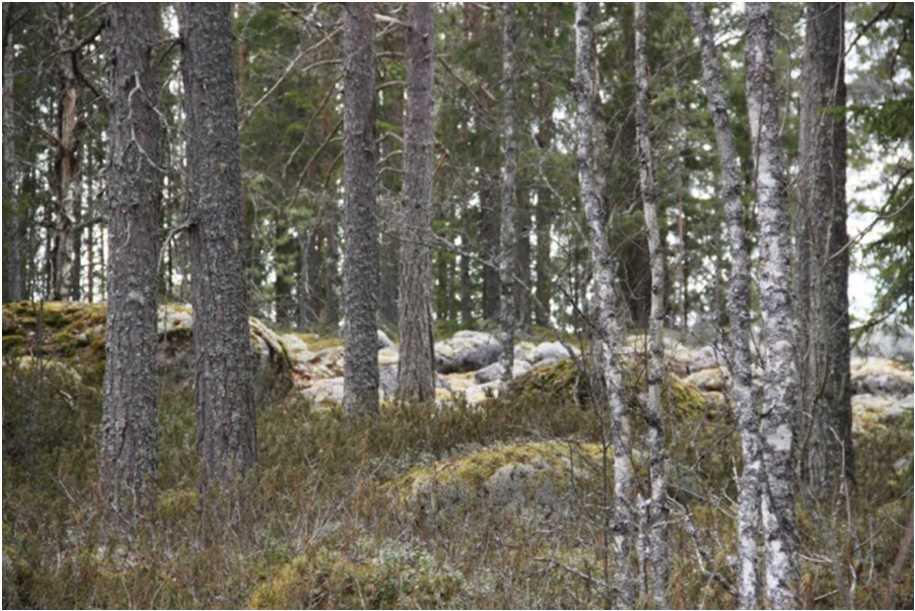 Hankealueella ei ole tiedossa valtakunnallisesti tai maakunnallisesti merkittäviä kasvillisuusesiintymiä tai uhanalaisia lajeja.
