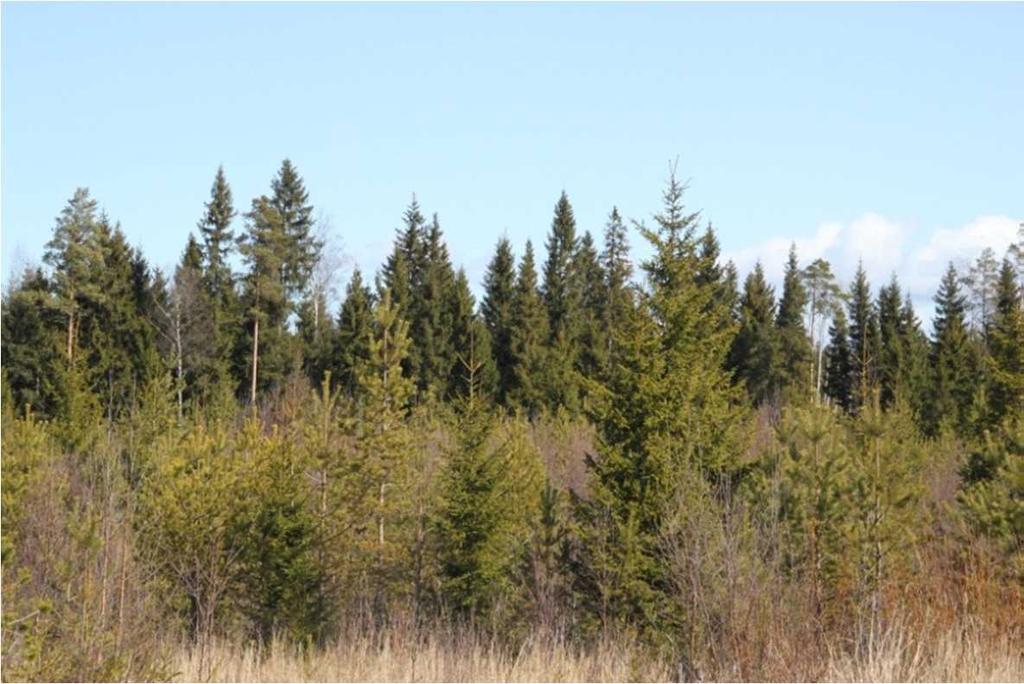 ja konglomeraattijuonnetta Rautilan-Pahkalan välillä.