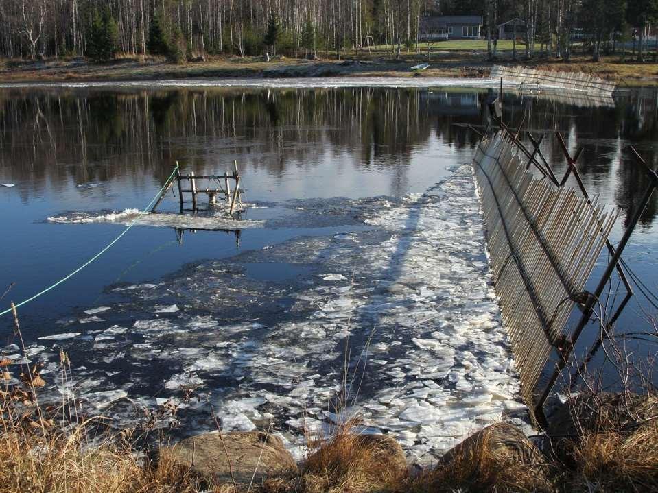 Siikojen lukumäärä Simojoki DIDSON - luotainseuranta Kertymä Siika 40 m