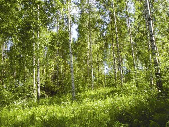 2.2. Vanhapaikan kaskikoivikko (2) Kuva 4. Vanhapaikan kaskikoivikon laiduntaminen ja lahopuuston säilyttäminen edistäisi monimuotoisuuden kehittymistä.