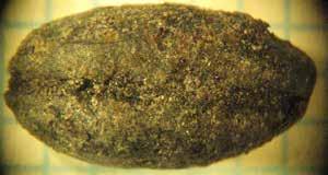 Ohran (Hordeum vulgare) hiiltynyt jyvä  3