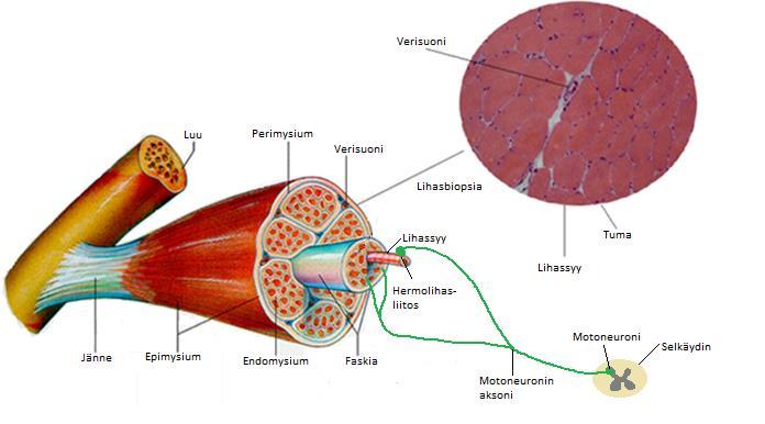 10 kutsutaan hermo-lihasliitokseksi. Aksonia pitkin kulkeva aktiopotentiaali kulkee lihassyyn sarkolemmalle ja sieltä monien vaiheiden kautta syvemmälle lihassyyhyn ja lopulta lihas supistuu.