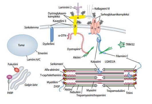 15 teiinikompleksiin (dystrophin-associated protein complex/dap), joka yhdistää soluväliaineen sarkolemman alapuolella sijaitsevaan aktiini-tukirakenteeseen.
