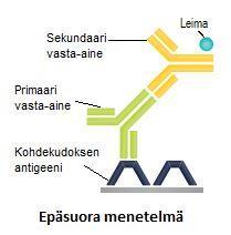 (kuva 10). (Suvarna ym. 2013, 385.) HRP:n katalysoimassa reaktiossa vetyperoksidi (H2O2) hajoaa vedeksi ja happiatomiksi.