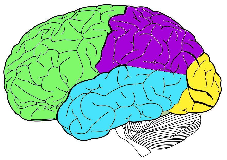 9 2.2.1 Aivojen anatomia KUVA 5. Aivojen lohkot (Williams, Warwick, Dyson & Bannister 1989, muokattu.) Aivot (cerebrum) jaetaan vasempaan ja oikeaan aivopuoliskoon.