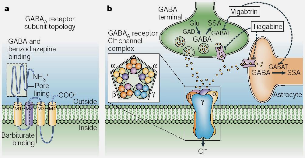Miten GABA A reseptorit toimivat lääkekohteina?