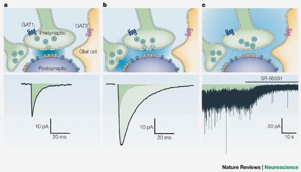 Faasinen ja tooninen neurotransmissio: Esimerkkinä aivosolujen estävät mekanismit aivosoppa GABA-A antagonisti GABAn aiheuttama inhibitorinen postsynaptinen virta (IPSC) Farrant & Nusser, 2005 Usean