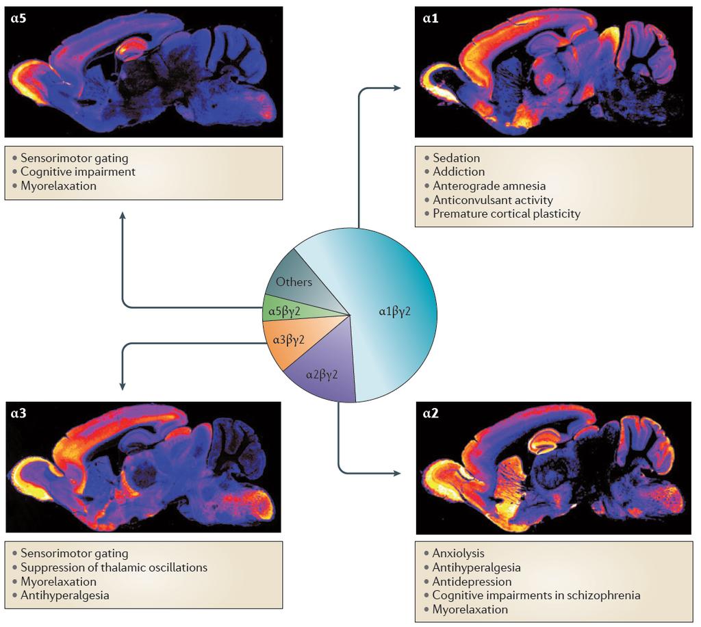 BZ-site effects or behavioral associations are determined by GABA A receptor a subunits in mice.