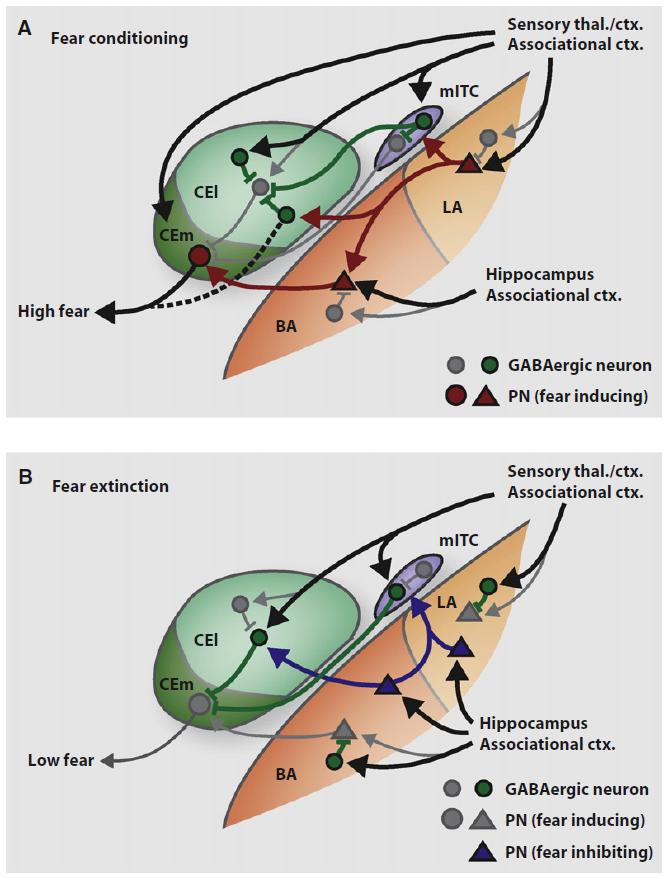 Key processes of fear conditioning and extinction are regulated by local inhibition in the