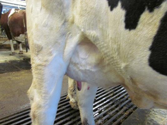 23 määrille. Rehunkäyttökyky, kertoo kuinka hyvin lehmä pystyy muuttamaan rehua maidoksi. Rehunkäyttökykyä ei ole jalostuksen avulla pystytty parantamaan enää vuosiin. (Alhainen 2012, 35 37.) 3.3.2 Rakenneominaisuudet Rakenneominaisuudet arvostellaan lineaarisella skaalalla 1-9 (liite 3).