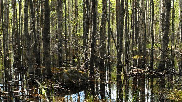 25 Tulvaveden noustessa metsään (Kuvio 6) maa kyllästyy vedellä ja kasvien ilmaraot sulkeutuvat. Tästä seuraa puiden hiilidioksidin oton ja yhteyttämisen heikentyminen.