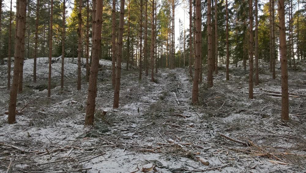 Espoon luonnonhoitoyksikkö tekee luonnon- ja