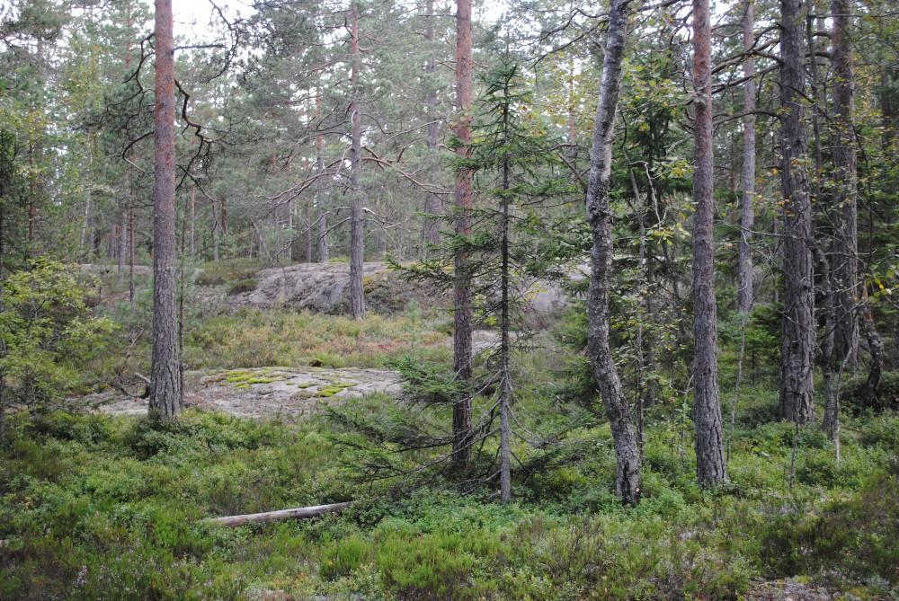 Harmaakallion alue Eri-ikäisrakenteista mäntyvaltaista kalliometsää: Kerroksellisuus