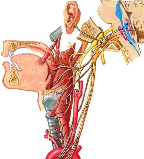 Hermon lähtökohta on ydinjatkeen lateraalipuolella, kulkee foramen jugularen kautta ja kaulalla yhdessä vena jugularis interman ja a.