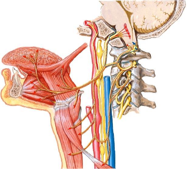 Näiden säikeiden lähtökohdat ovat selkäytimessä (spinaalijuuri). Tosin hermolla on myös kraniaalijuuri, mutta syyt kulkevat vain lyhyen matkaa accessoriuksen mukana ja liittyvät pian nervus vagukseen.